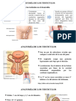 Testiculos Anatomia y Fisiologia