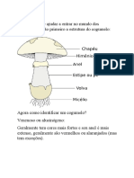 Guia completo sobre identificação e uso de cogumelos alucinógenos