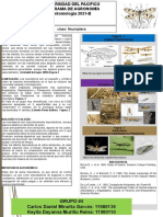 Foro - Clase Neuroptera