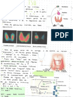 Sistema Endocrino Pt3