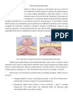 Plasa Chirurgicală Abdominală