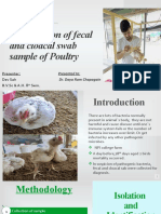 Examination of Fecal and Cloacal Swab Sample of