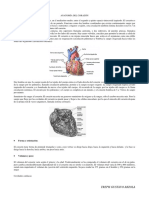 ANATOMIA DEL CORAZON