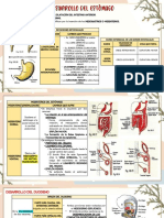 Desarrollo del estómago e intestino: rotaciones, mesenterios y hernia umbilical