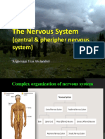 The Nervous System