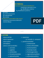 Articulationes Fibrosa: Syndesmosis (Articulatio) Tibiofibularis