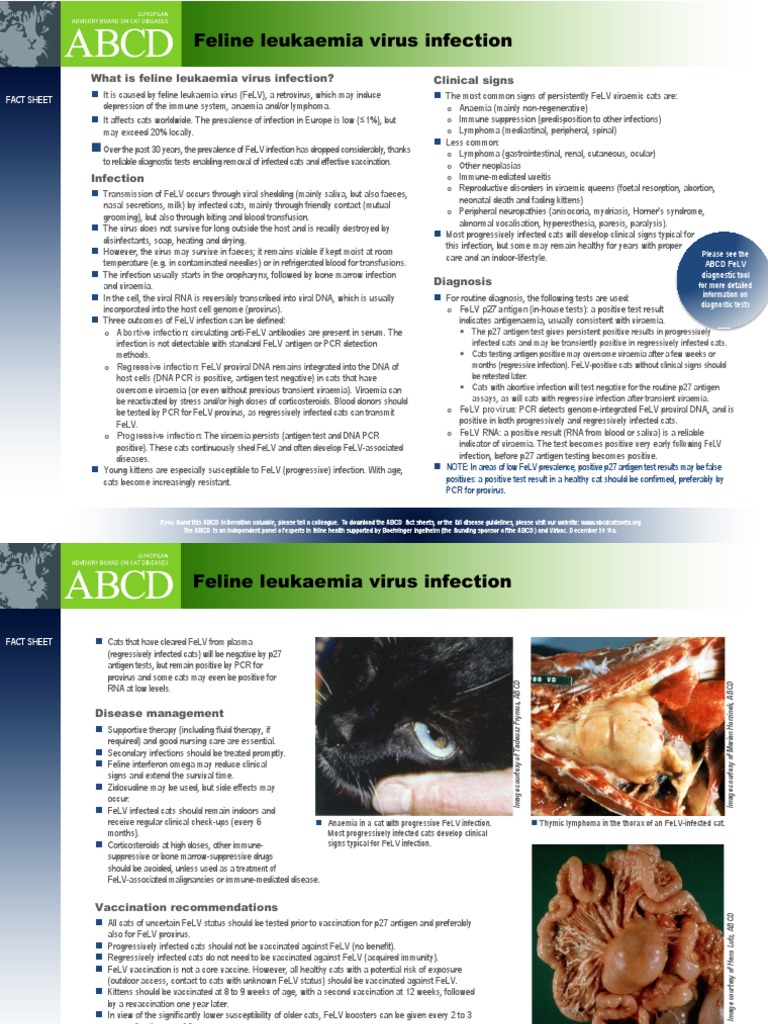 Snapshot of Feline Leukemia Manifestations In Geriatrics
