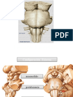 4 - Tronco Encefálico