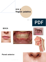 Boca y Región Palatina