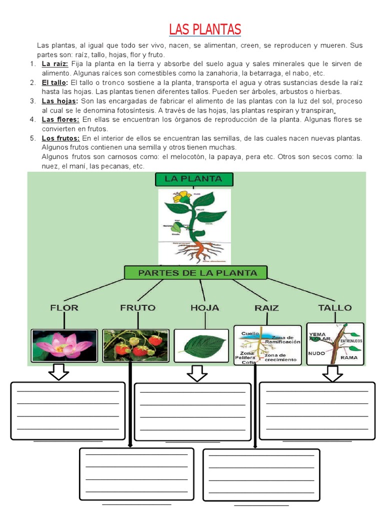 Las Plantas y Sus Clases | PDF | Plantas | Tallo de la planta
