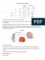 Telencefalo o Cerebro Clase 5