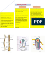 Organizador Grafico de La Anatomia de Medula Espinal