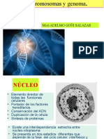 Teoría Del ADN, Cromosomas y Genoma