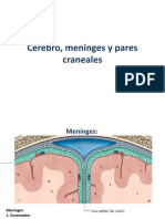 Cerebro, Meninges y Pares Craneales (Autoguardado) - Copia 1