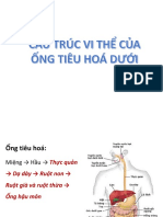 Hpet Ống Tiêu Hoá Dưới Slide Bài8