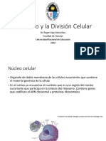 Clase 5 UNE-Nucle y División Celular