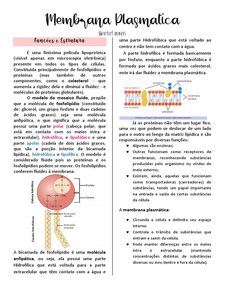 A estrutura e as funções da membrana plasmática | PDF | Membrana ...