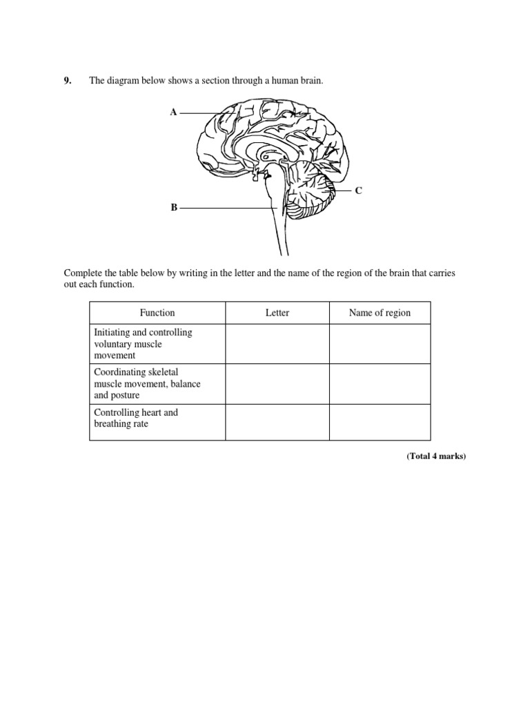 Brain and Development | PDF | Twin | Human Brain