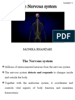 Nervevous System Black and White
