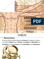 Anatomia Cabeza