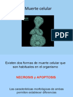 Muerte Celular Apoptosis