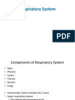Respiratory System Components and Functions