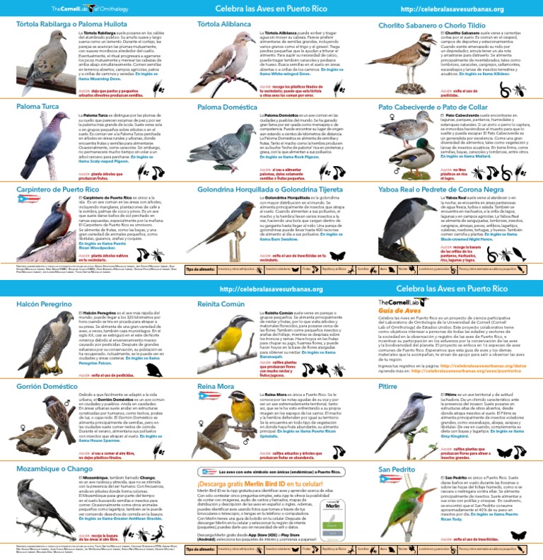 Aves de Puerto Rico: Guía y Conservación | PDF | Aves | Insectos
