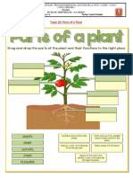 Parts of A Plant - 10