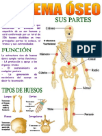 SISTEMA OSEO EXPOSICION