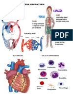 SISTEMA CIRCULATORIOimagenes