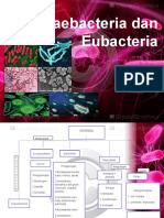 Perbedaan Utama Archaebacteria dan Eubacteria