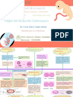 Etapas del desarrollo embrionario desde la fecundación hasta la implantación