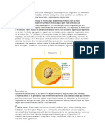 Estructura Histológica Del Pericarpo