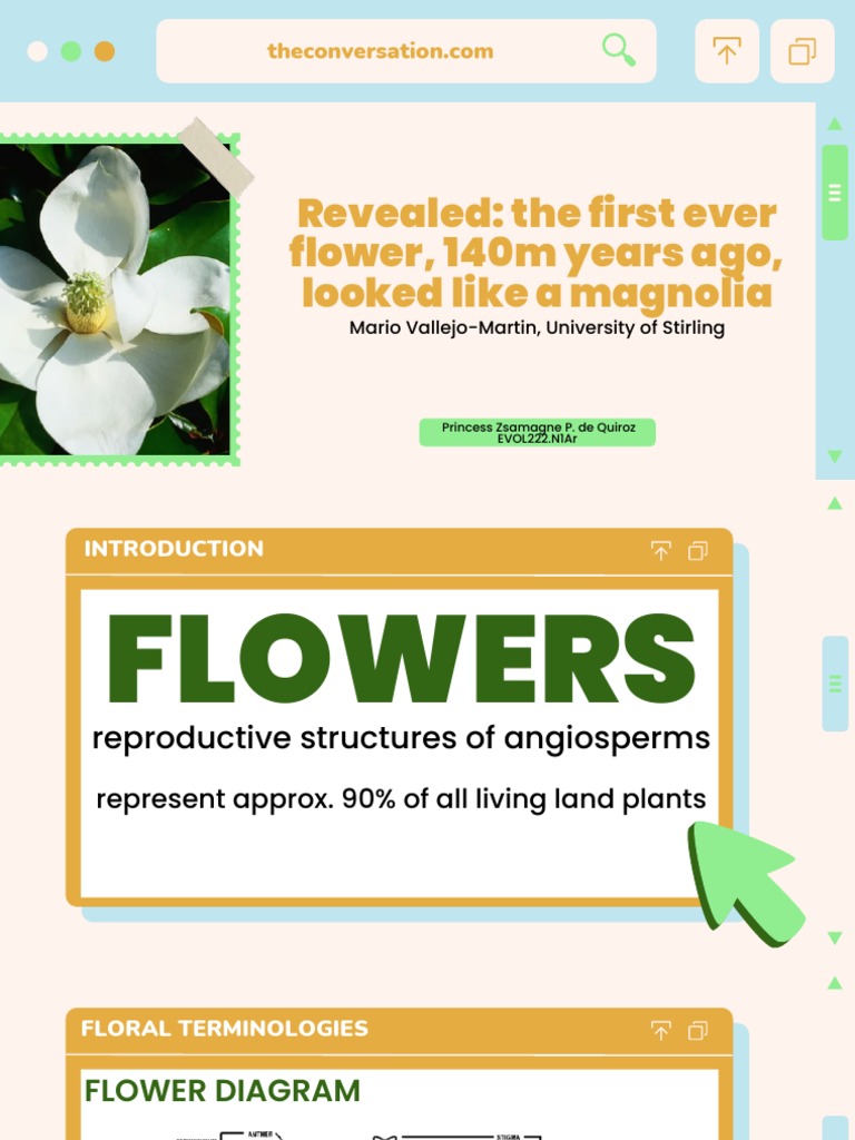 First Flower: A Magnolia Reconstruction | PDF | Flowers | Plants