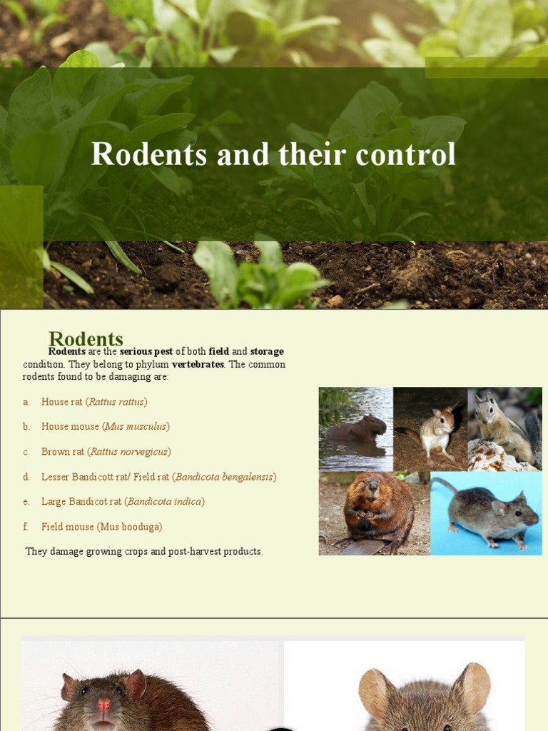 Rodent Control Strategies and Methods | PDF | Rodent | Rat