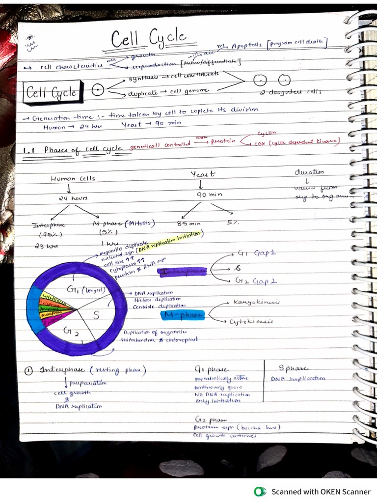 Cell Cycle and Division NOTES | PDF