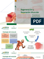 Reparación y - Regeneración Muscular