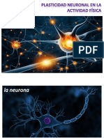 Plasticidad Neuronal en La Actividad Física