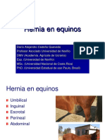 Hernias en Equinos