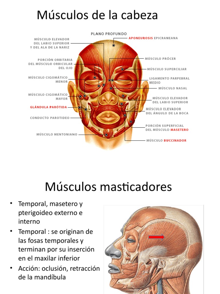 Músculo Piramidal o Prócer en la Cabeza | PDF | Anatomía humana ...