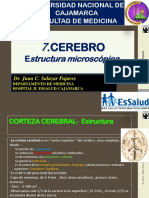 7-CerebroII - Estruc Microscpica-2018