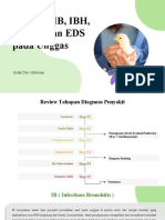 Laporan Minggu 12 - Penyakit Ib, Ibh, EDS, Coryza - Indah Dwi O.