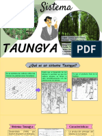 El sistema agroforestal Taungya