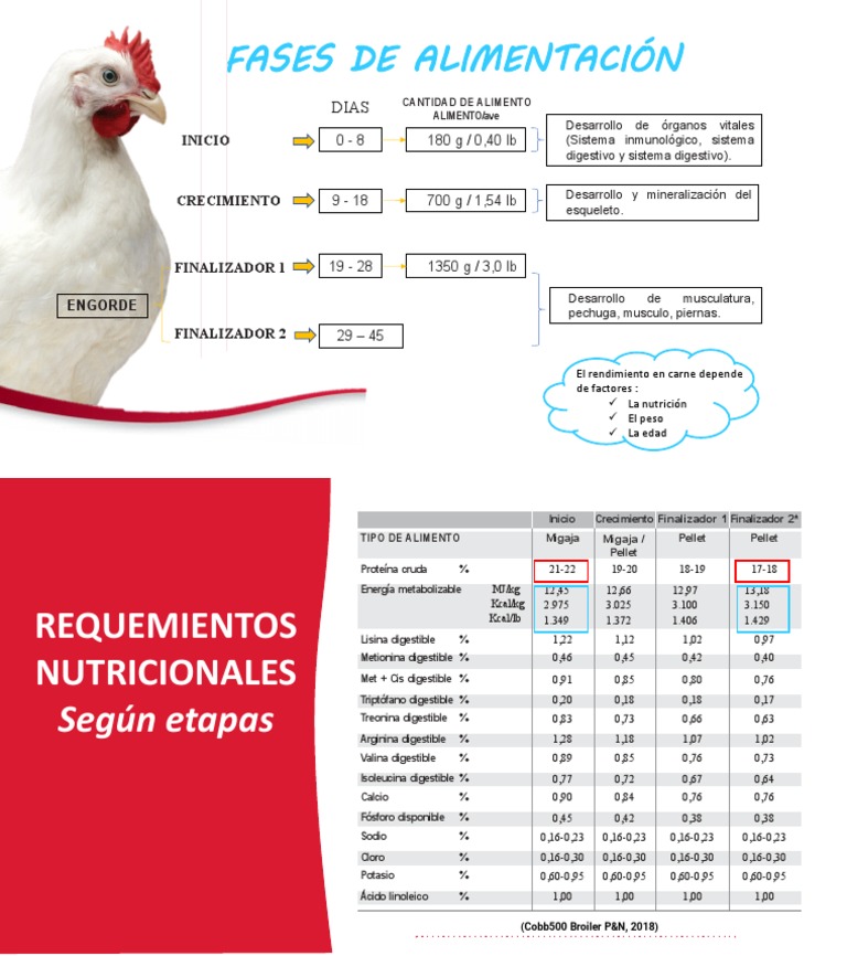 Fases de Alimentación Broiler | Descargar gratis PDF | Nutrición ...