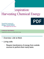 Chapter 9 - Cellular Respiration, Harvesting Chemical Energy