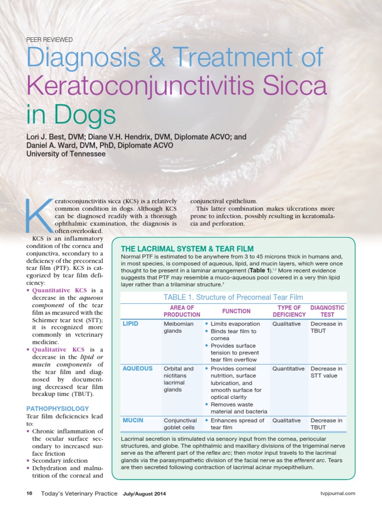 Keratoconjunctivitis Sicca in Dogs PDF Cornea Medicine