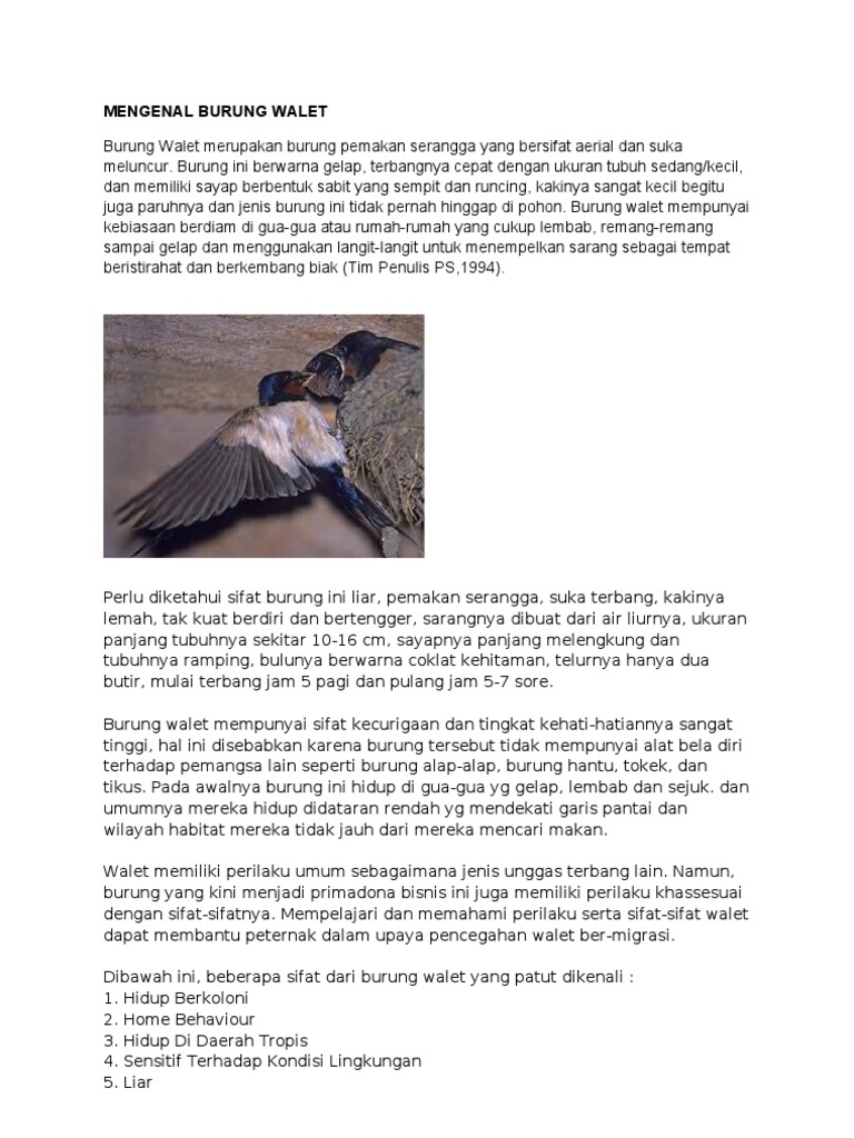 Mengenal Burung Walet