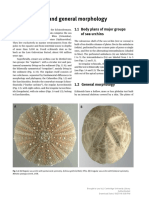 Echinoidea Introduction-And-General-Morphology-2015
