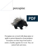 Porcupine: Porcupines Are Covered With Sharp Spines or Quills To Protect Themselves From Predators