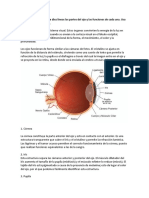 Las Partes Del Ojo y Las Funciones